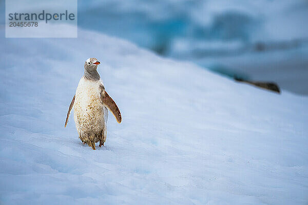 A Gentoo penguin (Pygoscelis papua)  with a rare condition  leucism  in the Antarctic Peninsula  Polar Regions