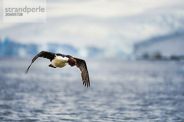 An Antarctic shag (Leucocarbo bransfieldensis)  carries sea moss in the Antarctic Peninsula  Polar Regions