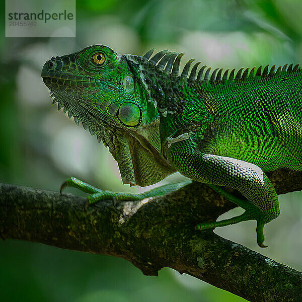 Green Iguana  Costa Rica  Central America