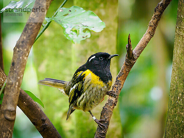 Stitchbirds  extinct on the mainland in the 1880s  but survived on predator-free islands and being reintroduced in sanctuaries like Tiritiri Matangi  Hauraki Gulf  North Island  New Zealand  Pacific