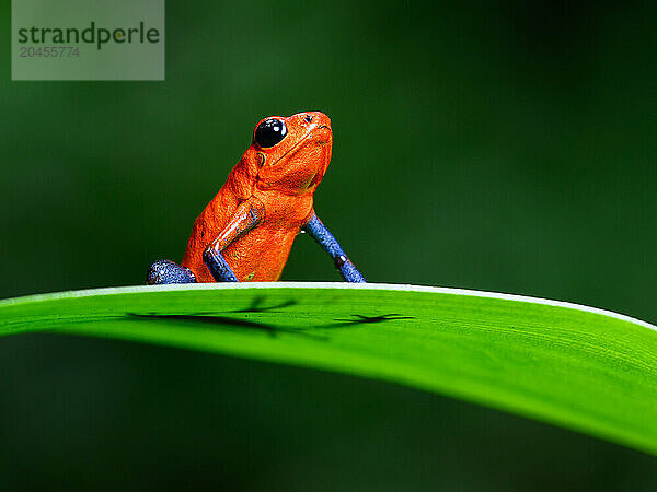 Poison Dart Frog  Costa Rica  Central America