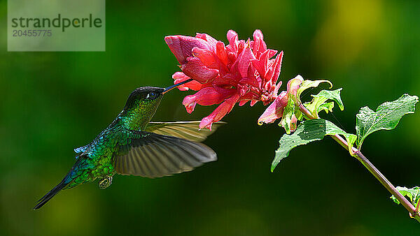 Fiery Throated hummingbird  Costa Rica  Central America