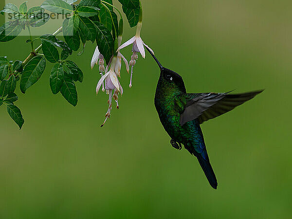 Fiery Throated hummingbird  Costa Rica  Central America