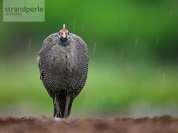 Helmeted Guinea Fowl in rain  South Africa  Africa