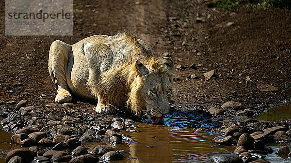 Male Lion