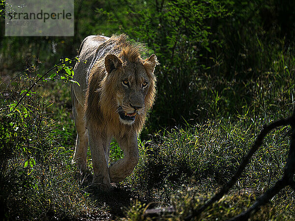 Male Lion  South Africa  Africa