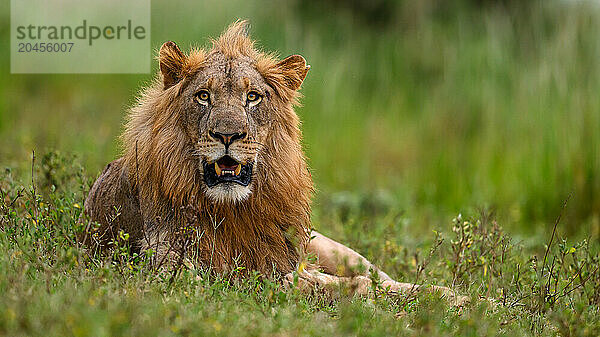 Lions  South Africa  Africa