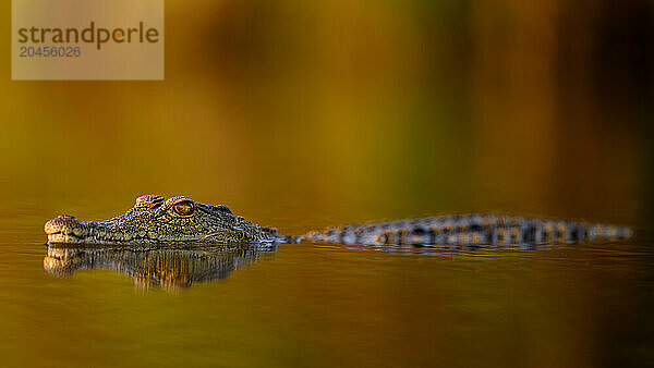 Crocodile  South Africa  Africa