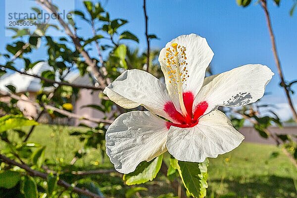 White Chinese Hibiscus flower (Hibiscus rosa-sinensis)  Bermuda  North Atlantic  North America