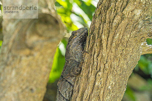 View of large iguana  Tulum  Quintana Roo  Caribbean Coast  Yucatan Peninsula  Riviera Maya  Mexico  North America