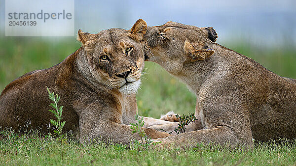 Lions  South Africa  Africa