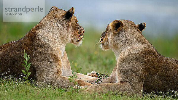 Lions  South Africa  Africa