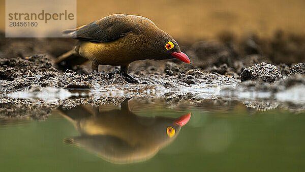 Red Billed Oxpecker  South Africa  Africa