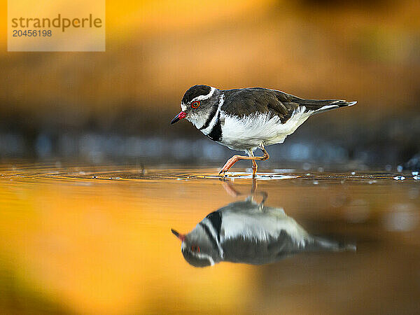 Three Banded Plover  South Africa  Africa