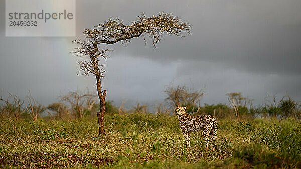 Cheetah  South Africa  Africa