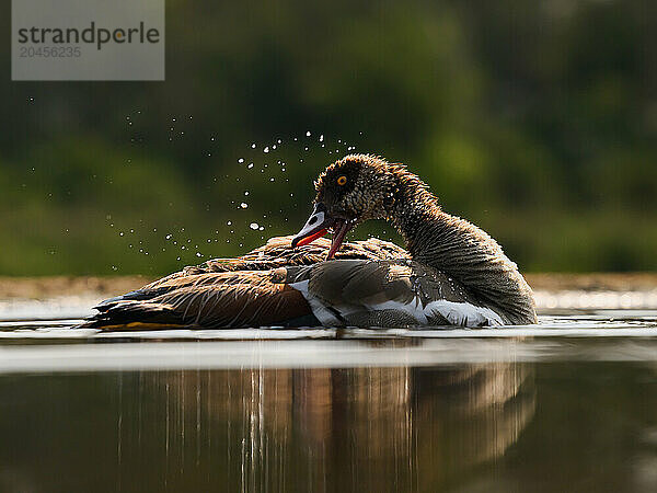 Egyptian Goose preening  South Africa  Africa