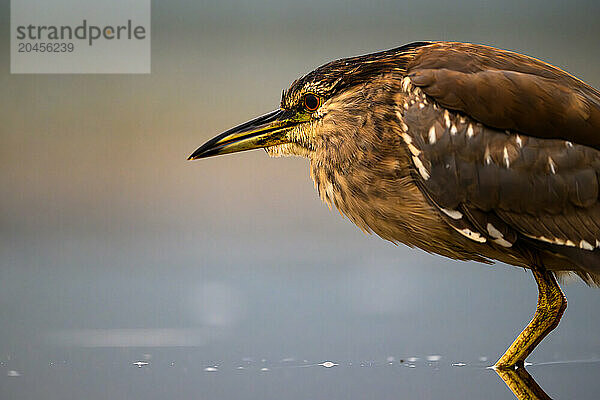 Profile of Night Heron  South Africa  Africa