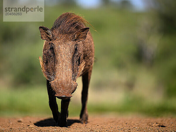 Warthog  South Africa  Africa