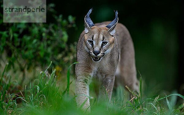 Caracal  South Africa  Africa