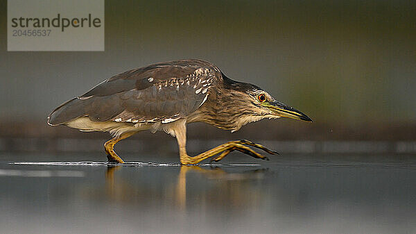 Night Heron fishing  South Africa  Africa