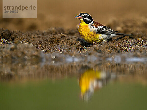 Golden Breasted Bunting  South Africa  Africa