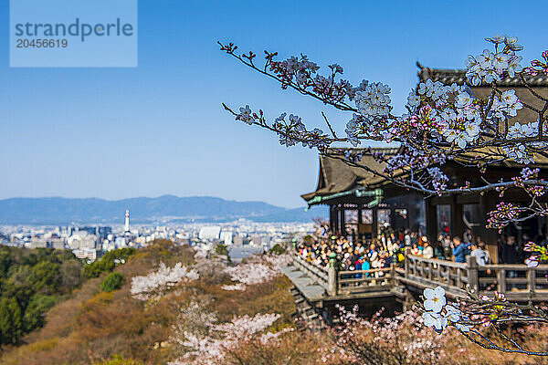 Cherry blossom in the Kiyomizu-dera Buddhist temple  UNESCO World Heritage Site  Kyoto  Honshu  Japan  Asia