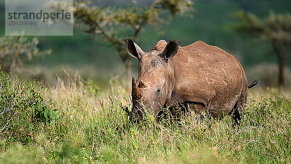 White Rhino  South Africa  Africa