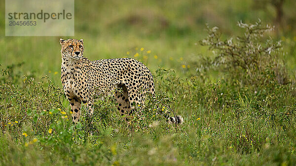 Cheetah  South Africa  Africa