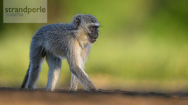 Langur (Vervet) Monkey  South Africa  Africa