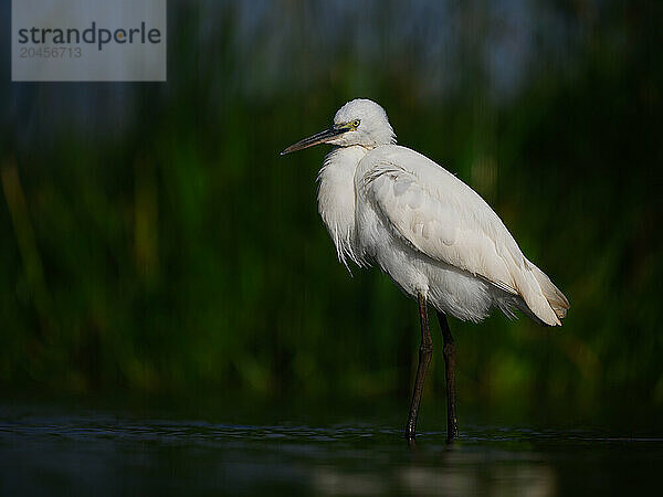 Little Egret  South Africa  Africa