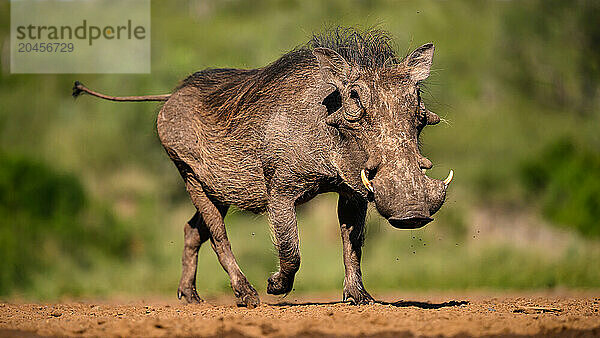 Warthog  South Africa  Africa