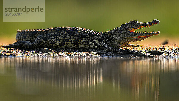 Crocodile  South Africa  Africa