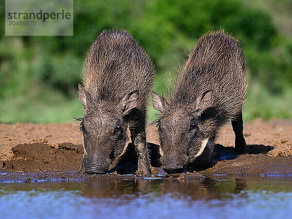 Young Warthogs drinking  South Africa  Africa