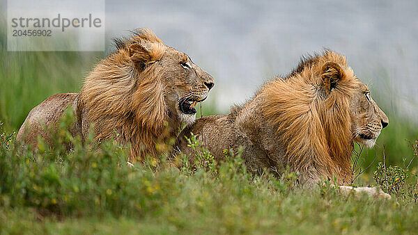 Lions  South Africa  Africa