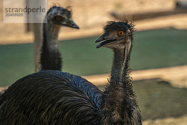 View of two Ostriches at Safari Ostrich Farm  Oudtshoorn  Western Cape  South Africa  Africa