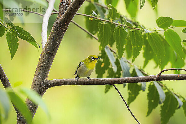 Warbling white-eye (Zosterops japonicus) (Japanese or Mountain white-eye)  a small passerine bird with olive and yellow colouration  Gunung Lokon  Tomohon  North Sulawesi  Indonesia  Southeast Asia  Asia