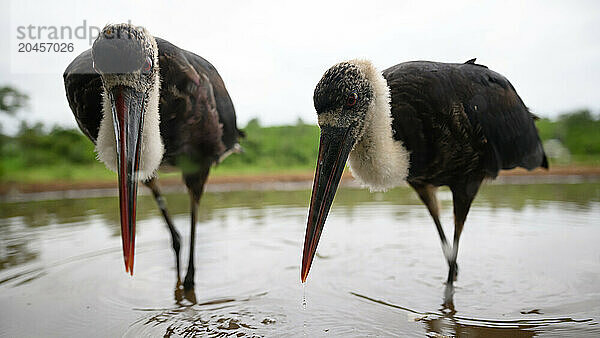 Woolly Necked Storks  South Africa  Africa