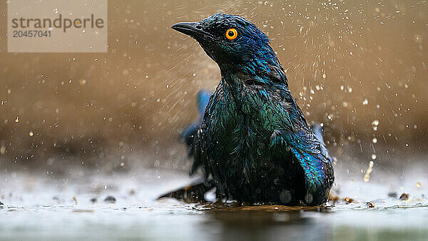 Cape Glossy Starling bathing  South Africa  Africa