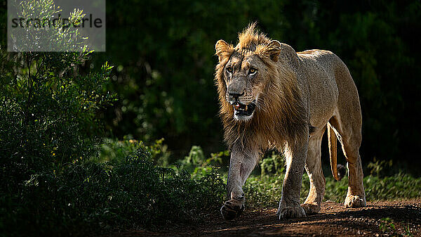 Male Lion  South Africa  Africa