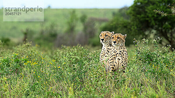 Cheetah  South Africa  Africa