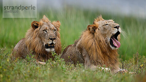 Lions  South Africa  Africa