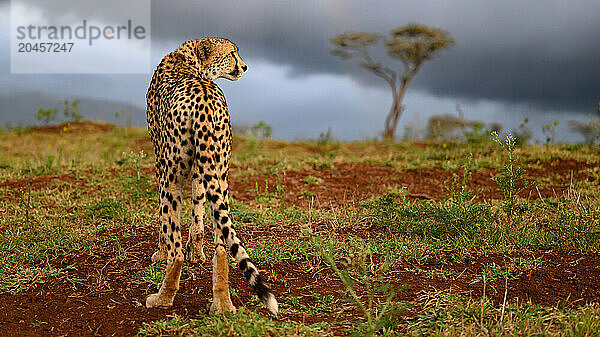 Cheetah  South Africa  Africa