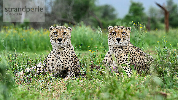 Cheetah  South Africa  Africa