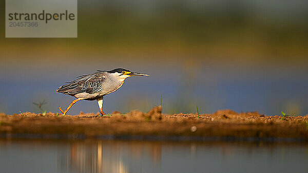 Night Heron  South Africa  Africa