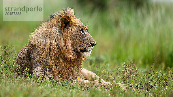 Lions  South Africa  Africa