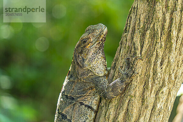 View of large iguana  Tulum  Quintana Roo  Caribbean Coast  Yucatan Peninsula  Riviera Maya  Mexico  North America