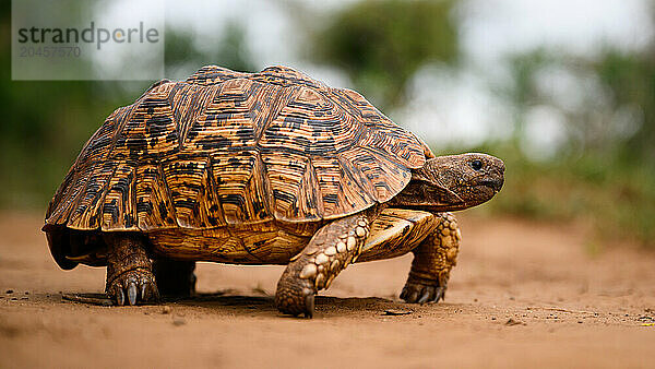 Leopard tortoise  South Africa  Africa