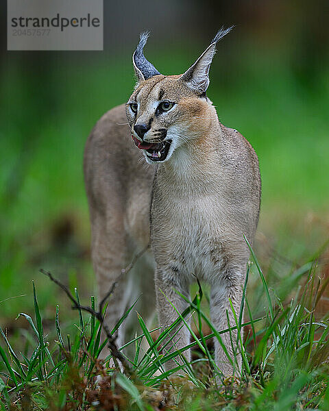 Caracal  South Africa  Africa