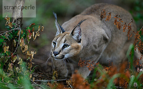 Caracal  South Africa  Africa