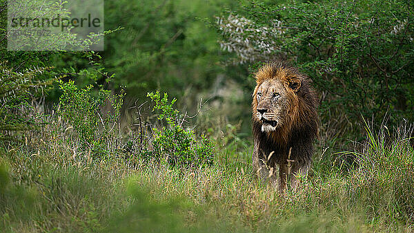 Male Lion  South Africa  Africa